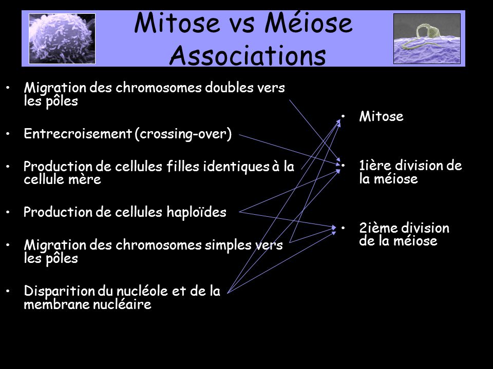 Mitose vs Méiose Associations