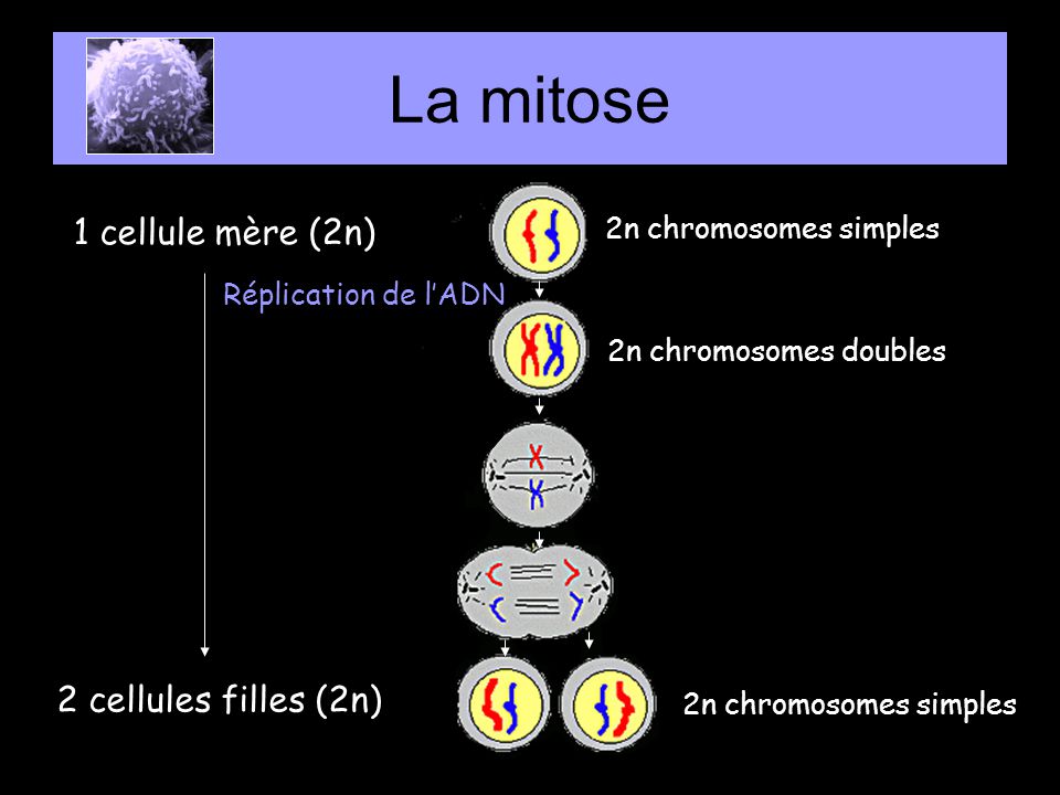 La mitose 1 cellule mère (2n) 2 cellules filles (2n)