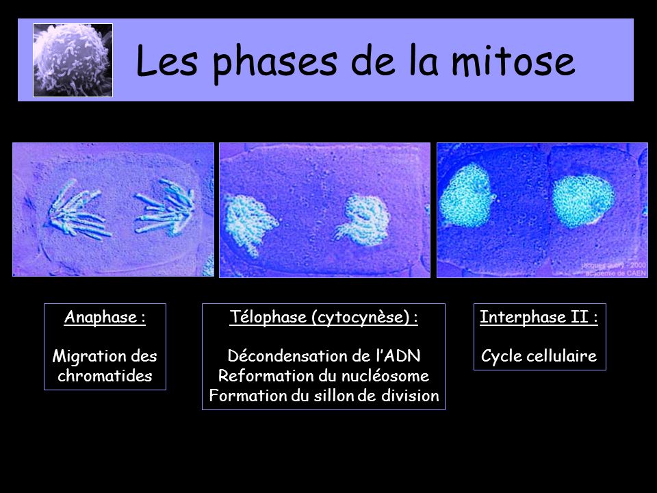 Les phases de la mitose Anaphase : Migration des chromatides