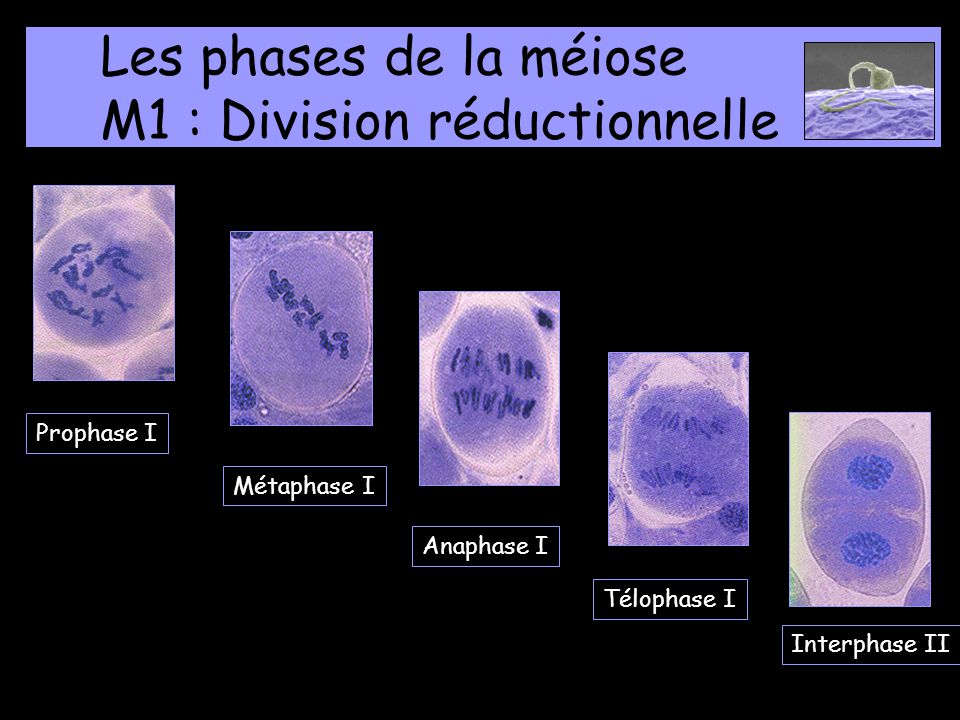 Les phases de la méiose M1 : Division réductionnelle