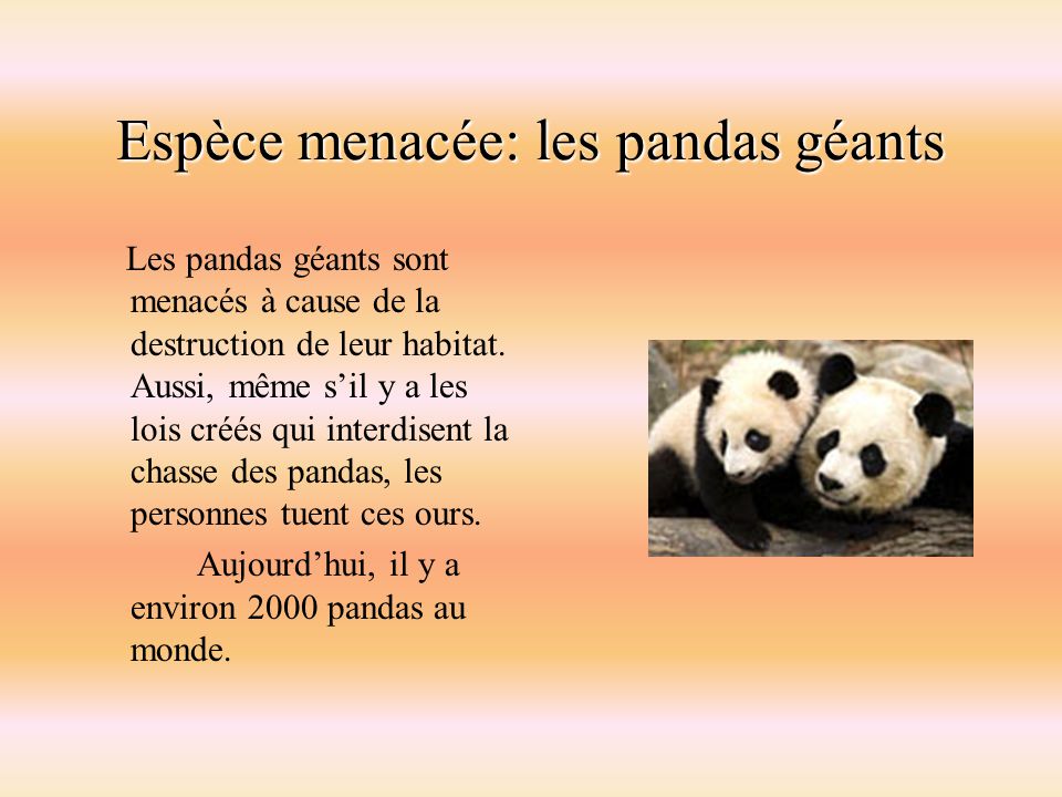 Espèce menacée: les pandas géants