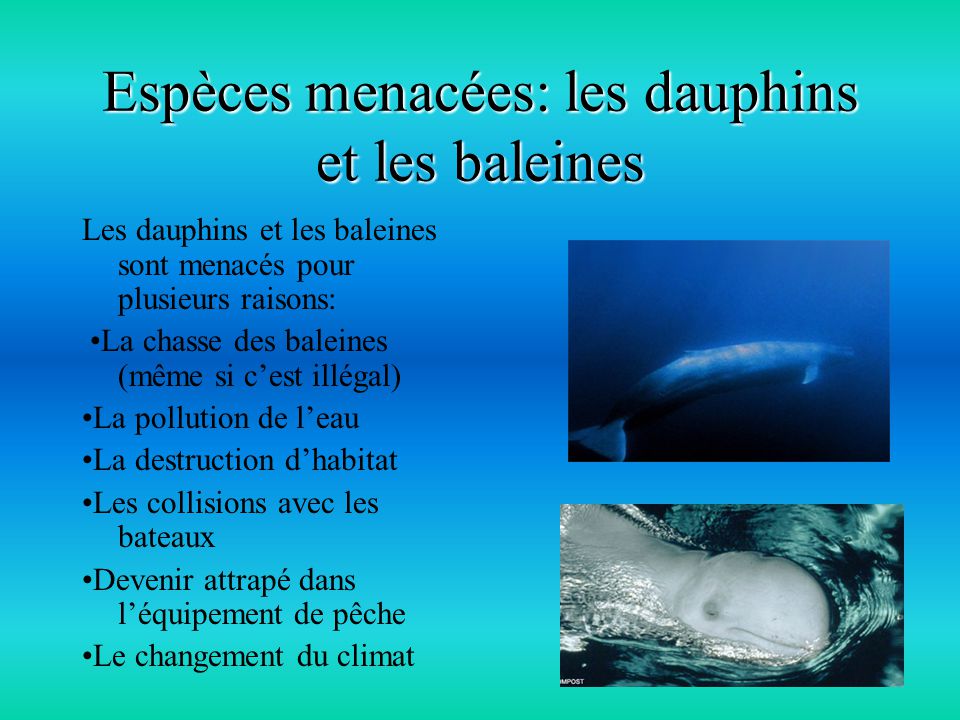 Espèces menacées: les dauphins et les baleines