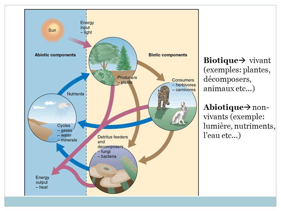 Biotique vivant (exemples: plantes, décomposers, animaux etc…) Abiotique non-vivants (exemple: lumière, nutriments, l’eau etc…)