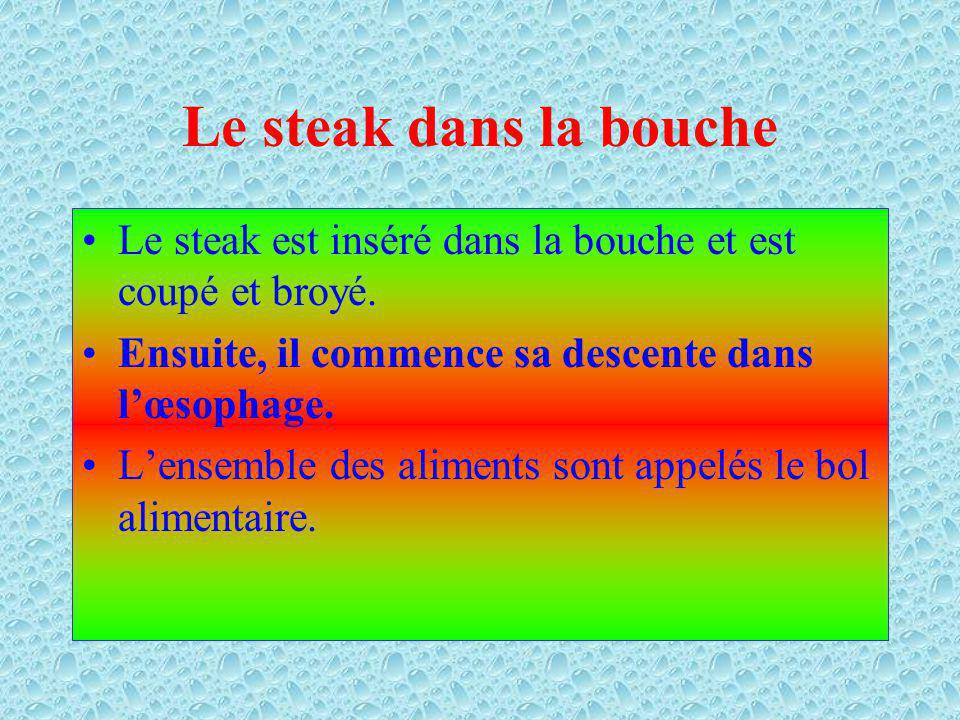 Le steak dans la bouche Le steak est inséré dans la bouche et est coupé et broyé. Ensuite, il commence sa descente dans l’œsophage.