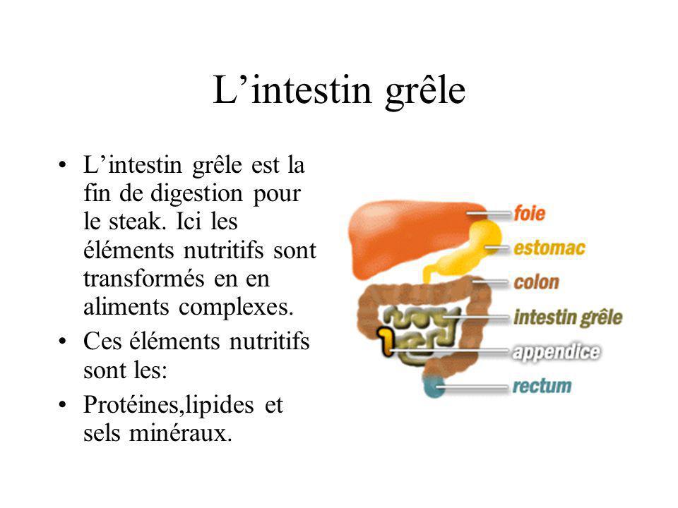 L’intestin grêle L’intestin grêle est la fin de digestion pour le steak. Ici les éléments nutritifs sont transformés en en aliments complexes.