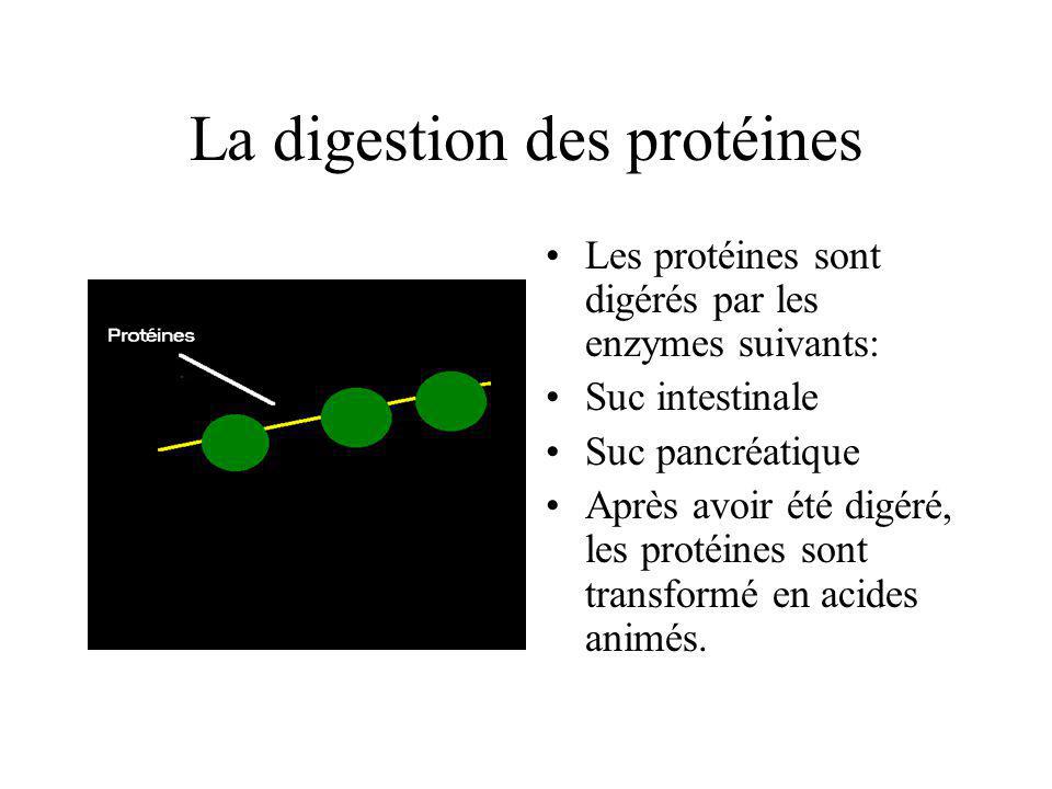 La digestion des protéines