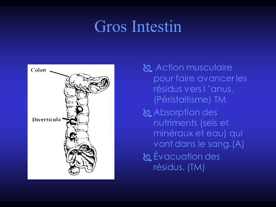Gros Intestin Action musculaire pour faire avancer les résidus vers l ’anus. (Péristaltisme) TM.