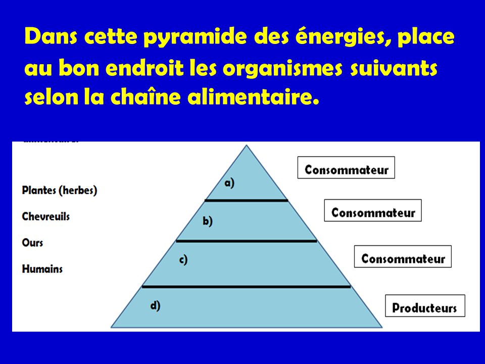 Dans cette pyramide des énergies, place au bon endroit les organismes suivants selon la chaîne alimentaire.