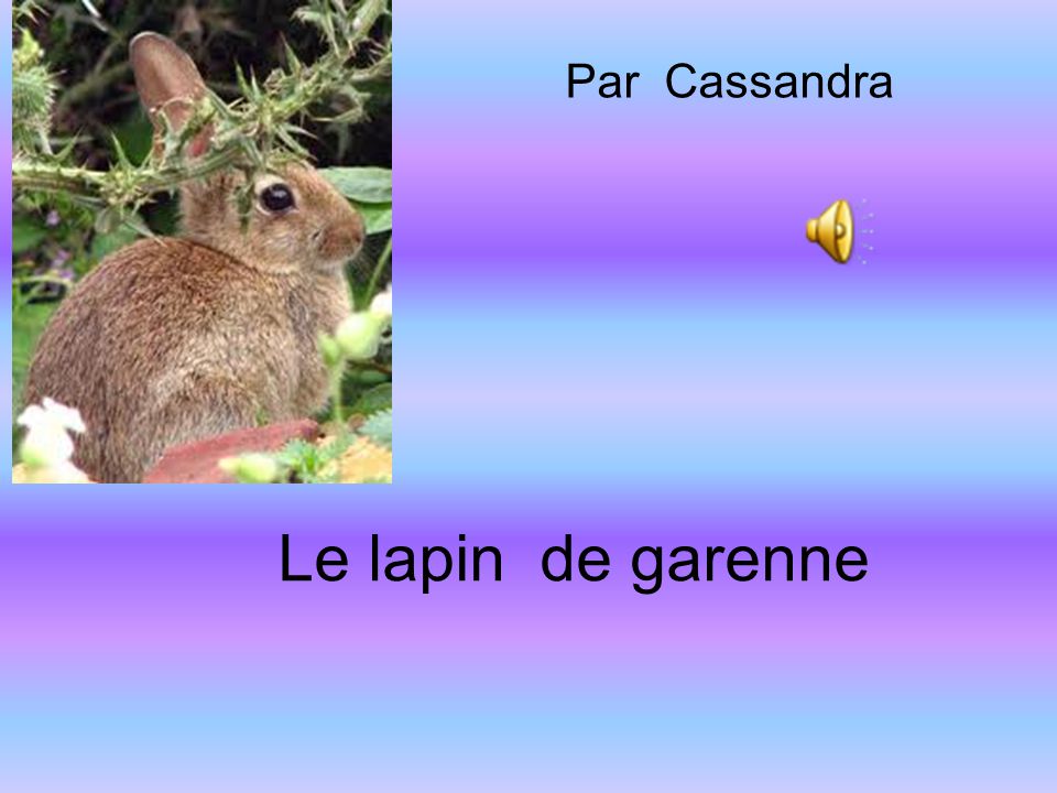 Par Cassandra Le lapin de garenne