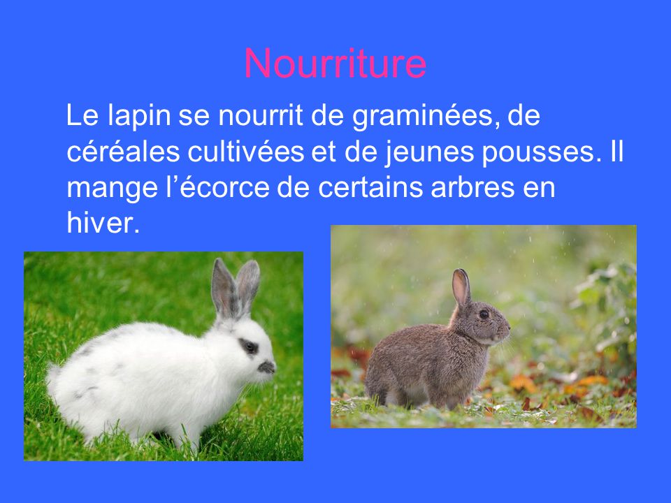Nourriture Le lapin se nourrit de graminées, de céréales cultivées et de jeunes pousses.