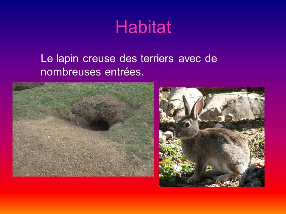 Habitat Le lapin creuse des terriers avec de nombreuses entrées.
