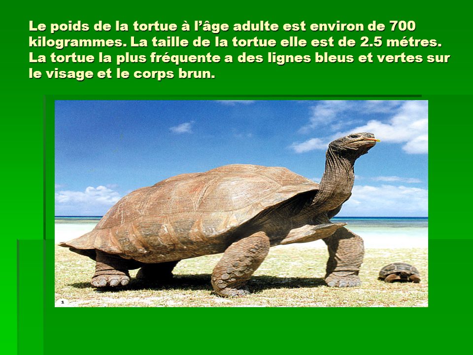 Le poids de la tortue à l’âge adulte est environ de 700 kilogrammes