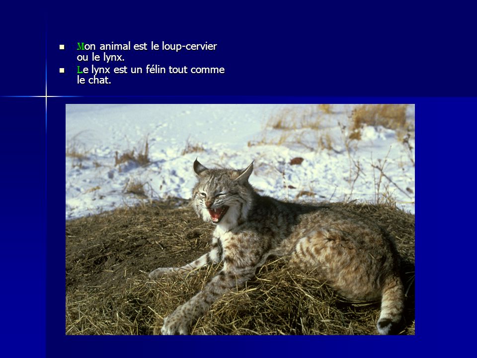 Mon animal est le loup-cervier ou le lynx.