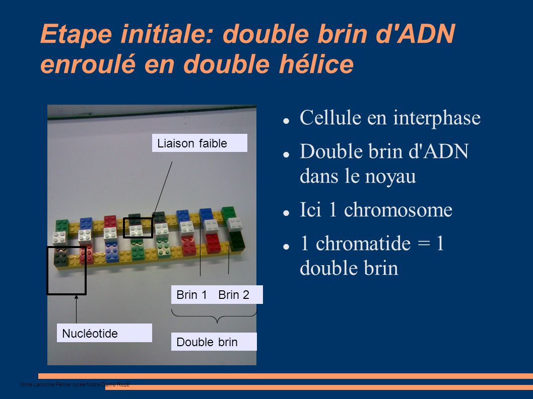 Etape initiale: double brin d ADN enroulé en double hélice