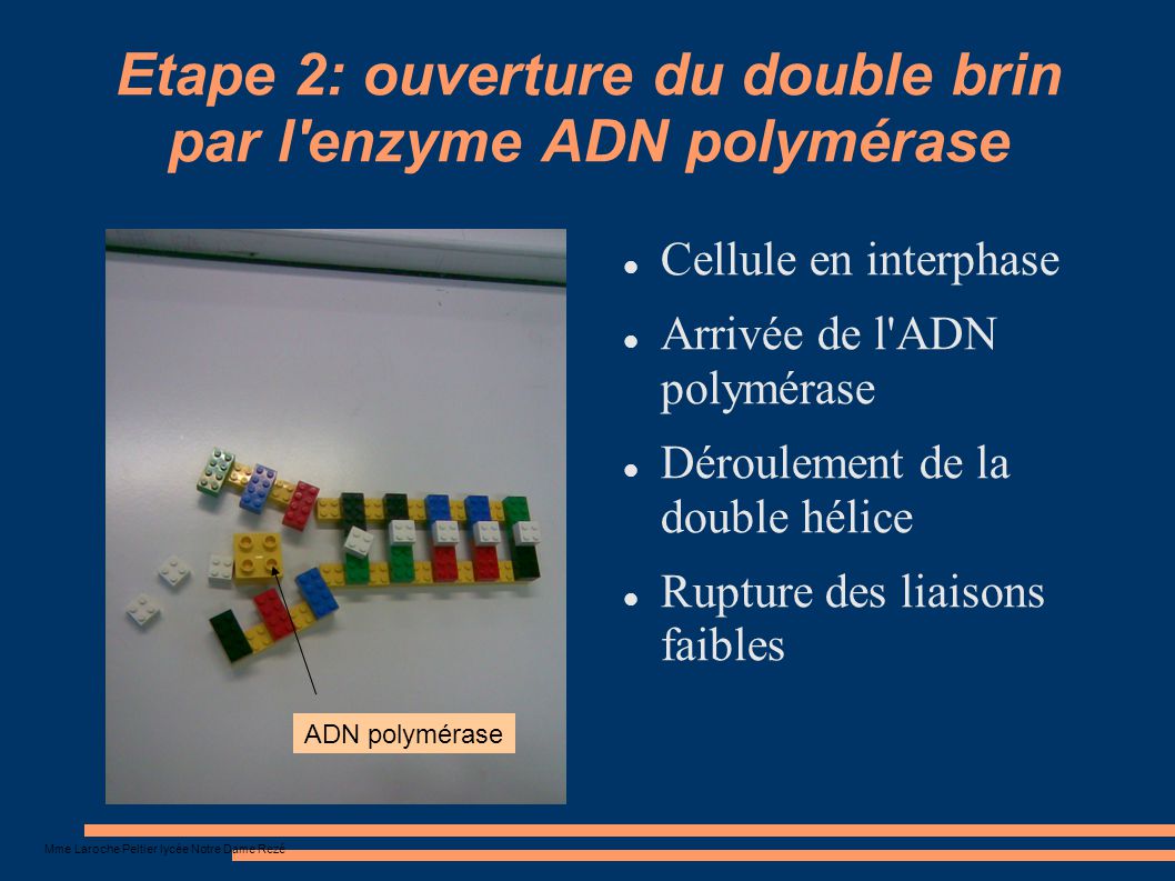 Etape 2: ouverture du double brin par l enzyme ADN polymérase