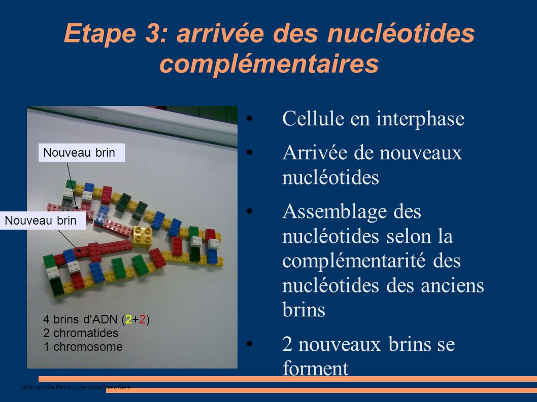 Etape 3: arrivée des nucléotides complémentaires