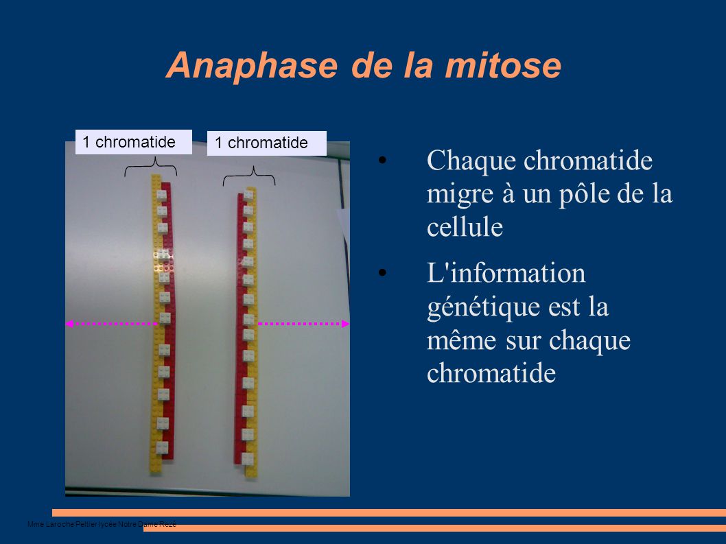 Anaphase de la mitose Chaque chromatide migre à un pôle de la cellule