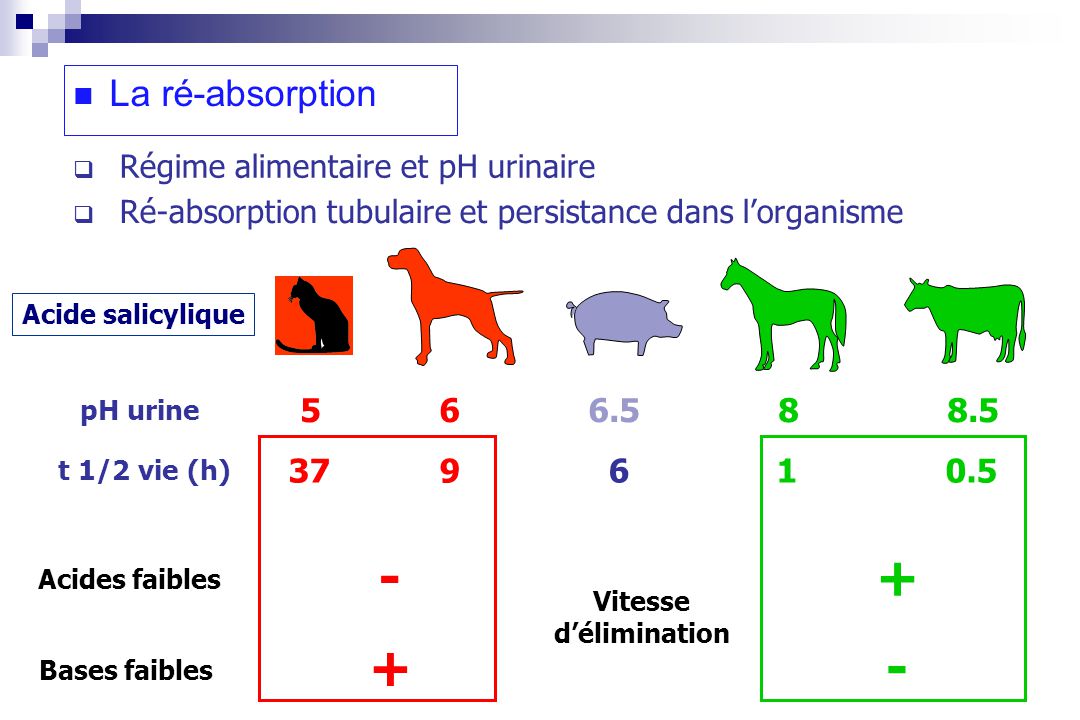 La ré-absorption Régime alimentaire et pH urinaire. Ré-absorption tubulaire et persistance dans l’organisme.