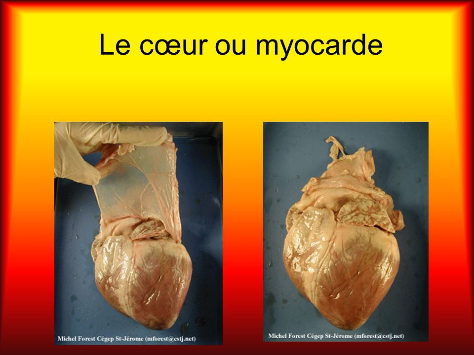 Le cœur ou myocarde
