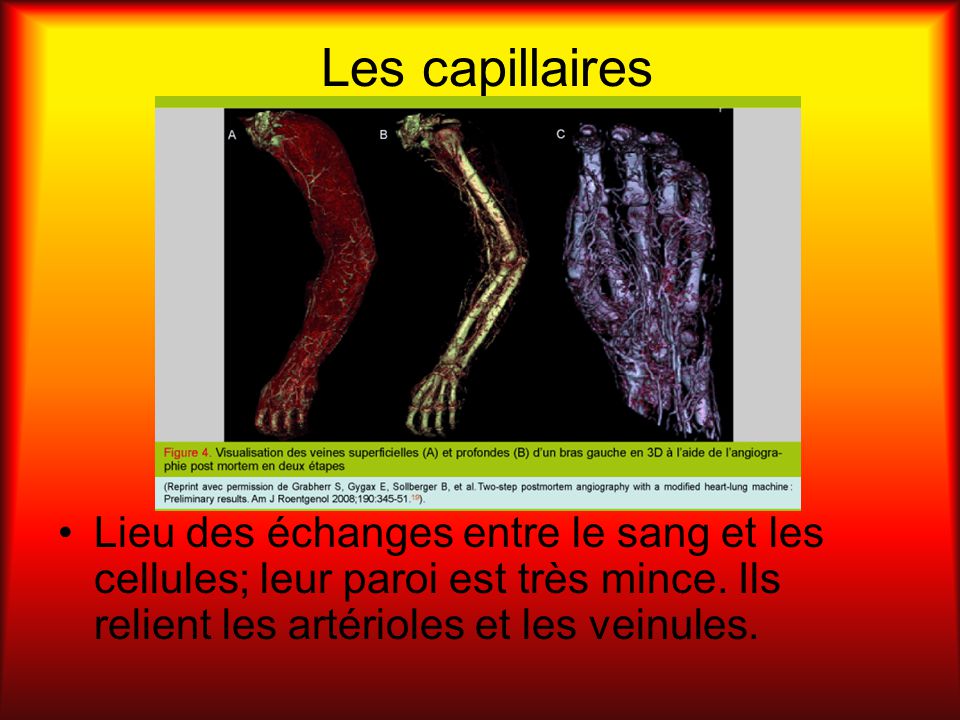 Les capillaires Lieu des échanges entre le sang et les cellules; leur paroi est très mince.
