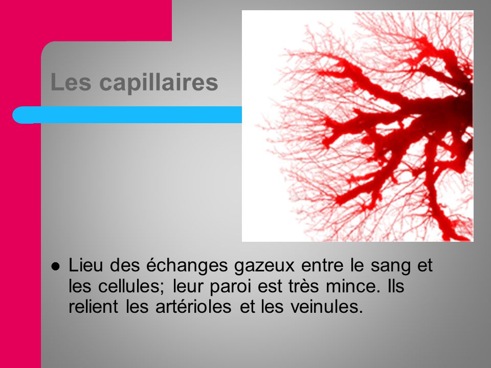 Les capillaires Lieu des échanges gazeux entre le sang et les cellules; leur paroi est très mince.