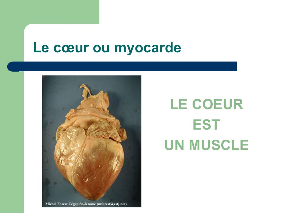 Le cœur ou myocarde LE COEUR EST UN MUSCLE