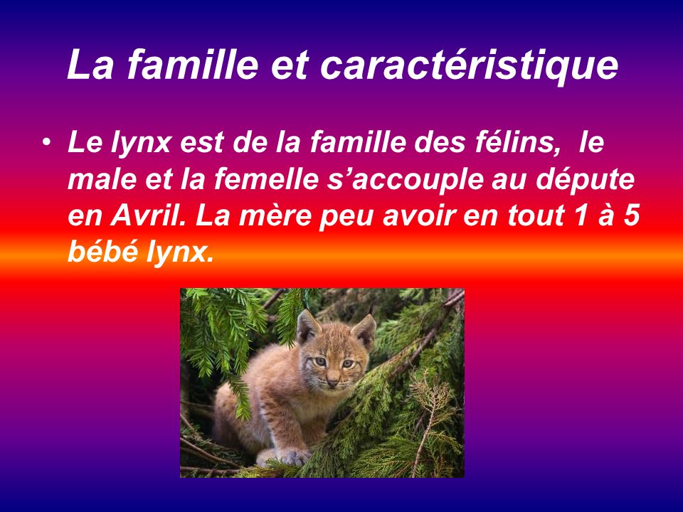 Le lynx - Parole de mamans