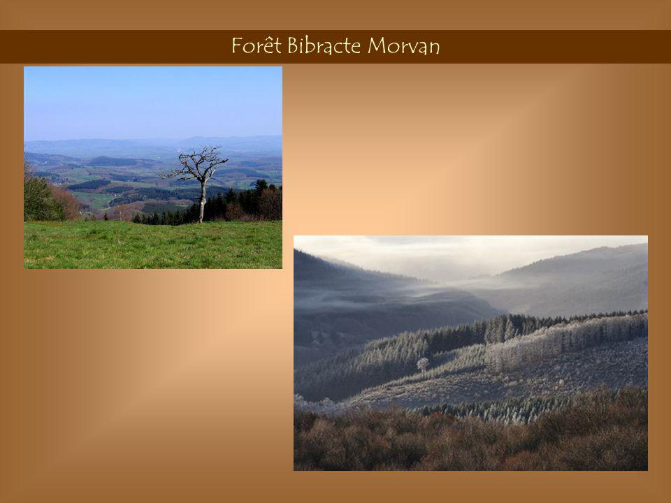 Forêt Bibracte Morvan