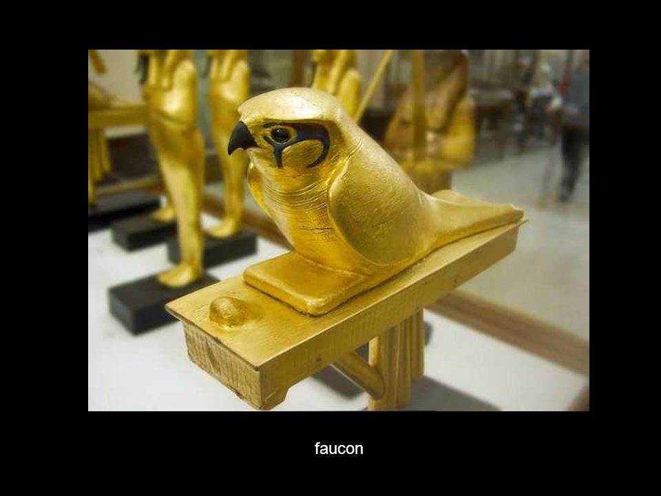 faucon