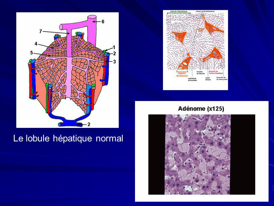 Le lobule hépatique normal