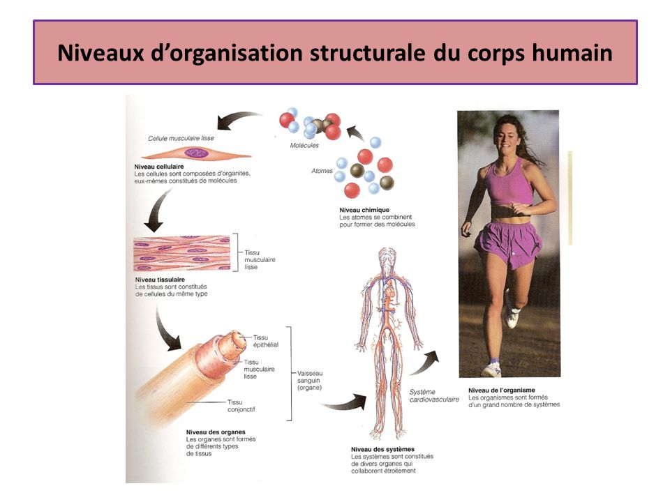 Resultado de imagen de images  organisation du corps humain