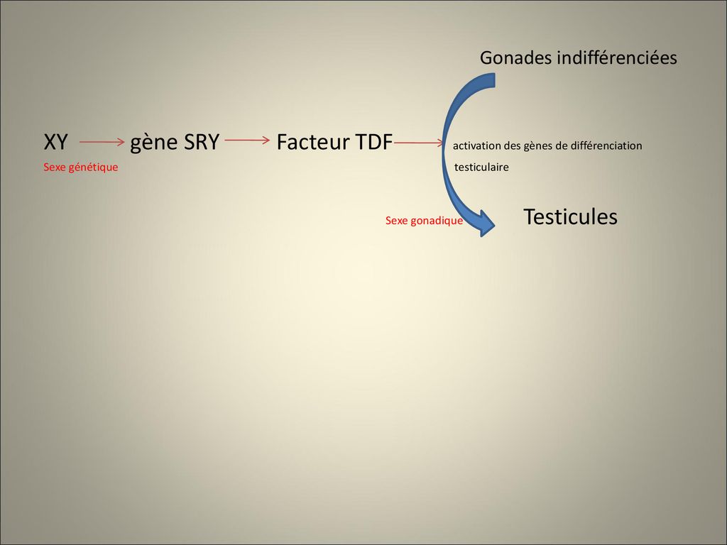 Du Sexe Génétique Au Sexe Phénotypique Ppt Télécharger 