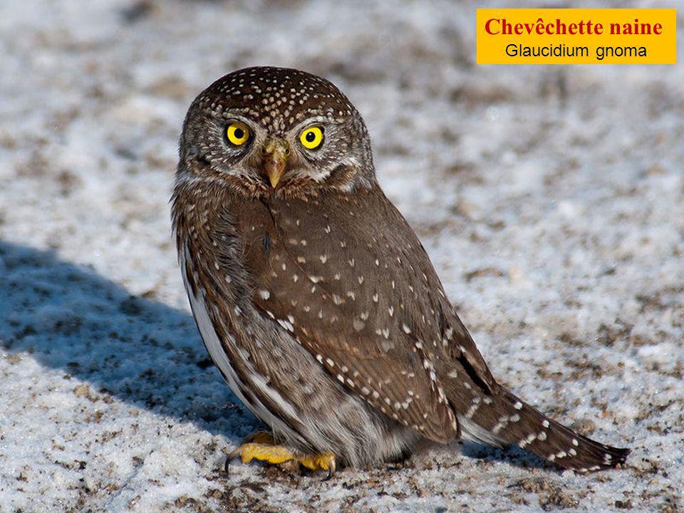 Воробьиный. Воробьиный Сыч-Гном. Воробьиный Сыч (Glaucidium passerinum l.),. Калифорнийский воробьиный Сыч-Гном. Сычик Гном.