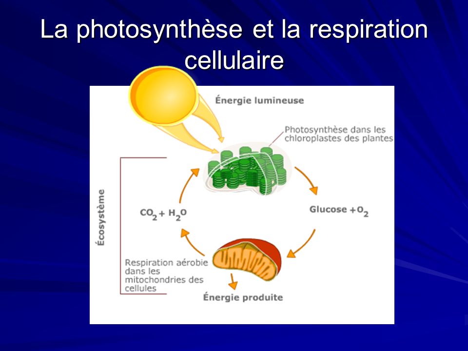 La photosynthèse et la respiration cellulaire