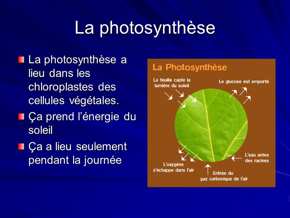 La photosynthèse La photosynthèse a lieu dans les chloroplastes des cellules végétales. Ça prend l’énergie du soleil.