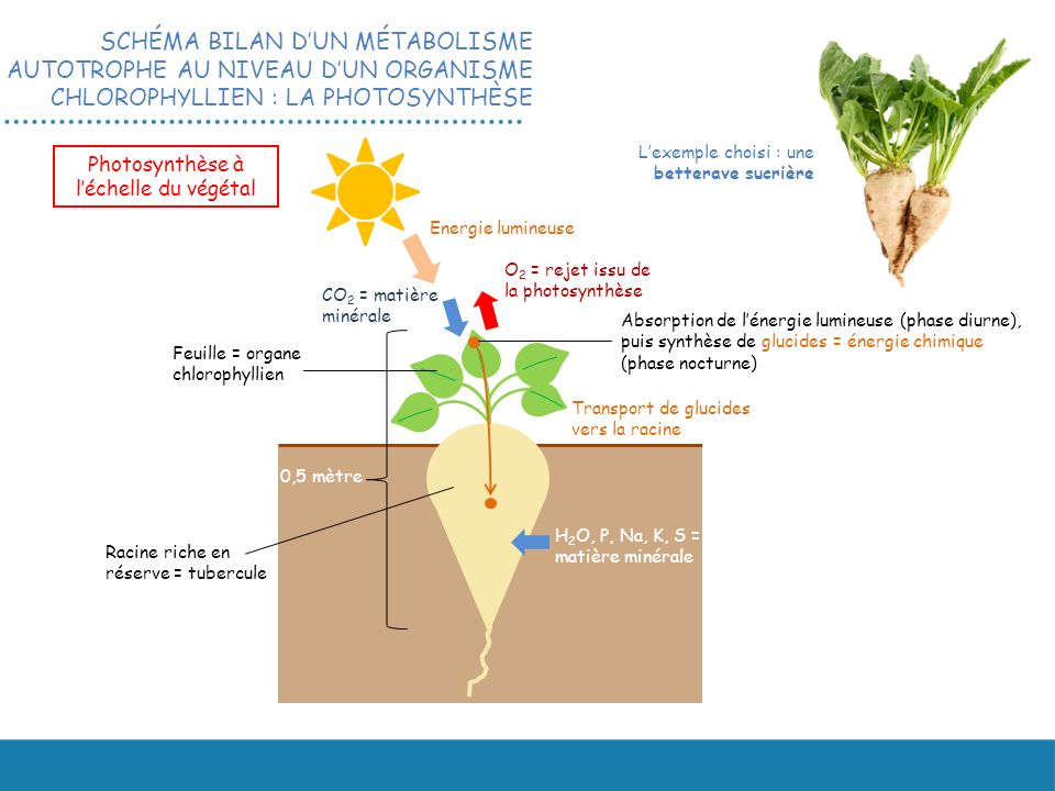 Photosynthèse à l’échelle du végétal