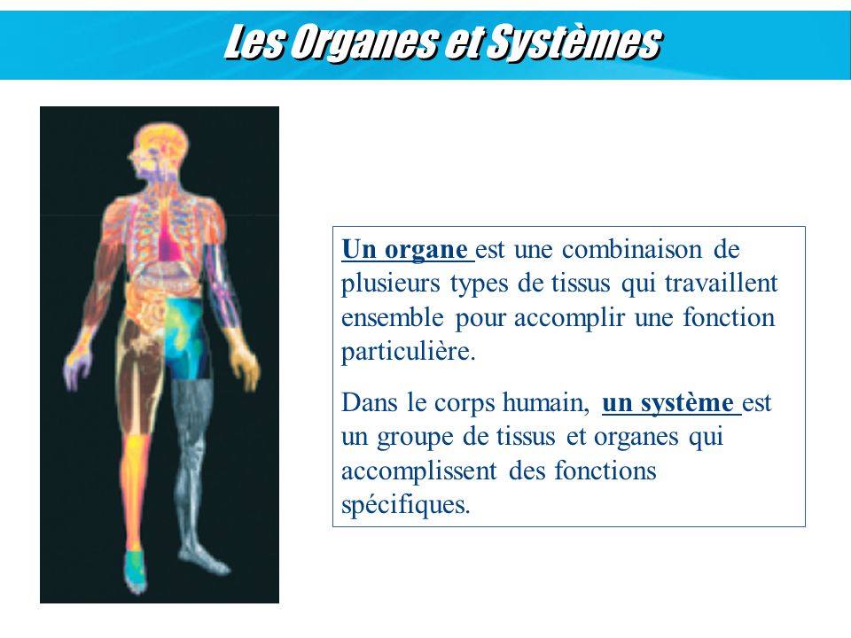 Les Organes et Systèmes