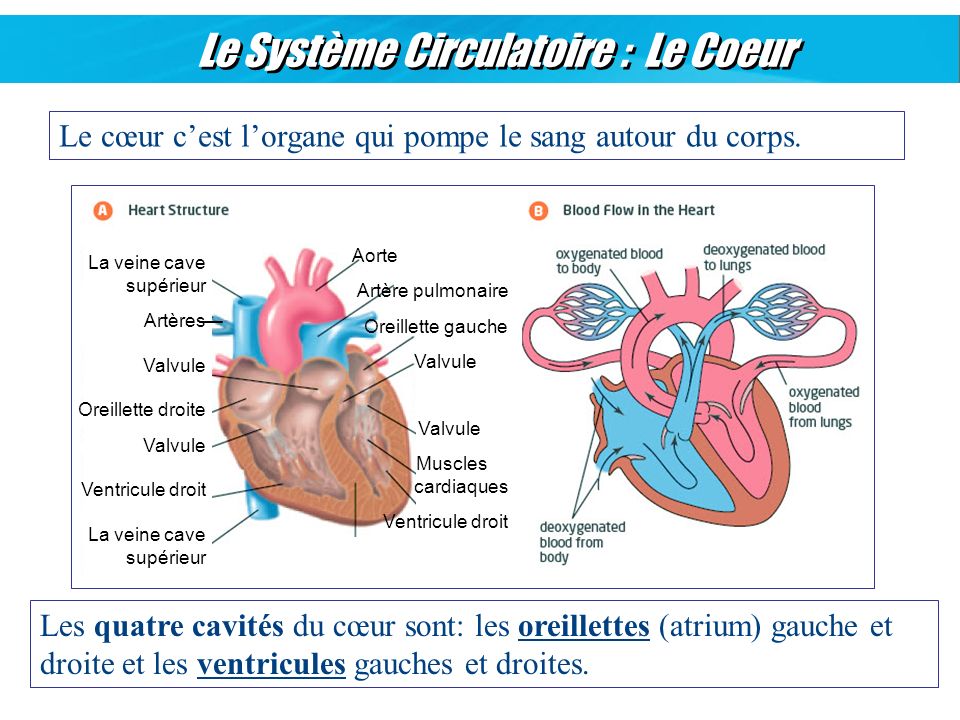 Le Système Circulatoire : Le Coeur