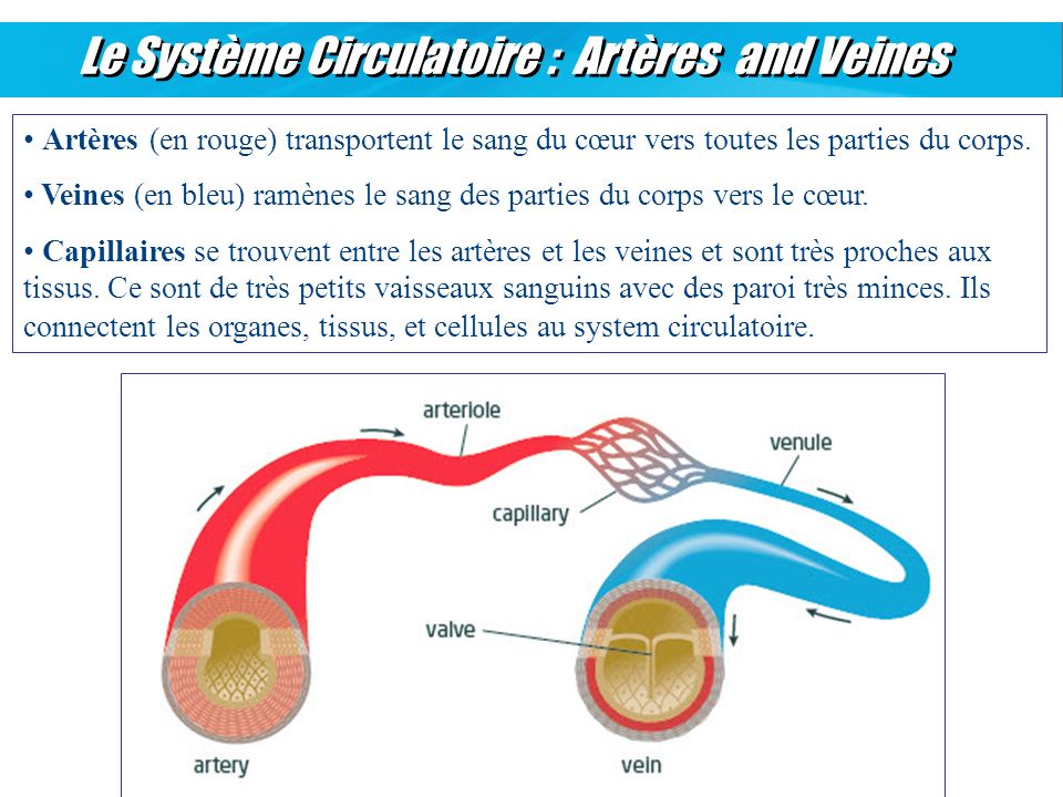 Le Système Circulatoire : Artères and Veines