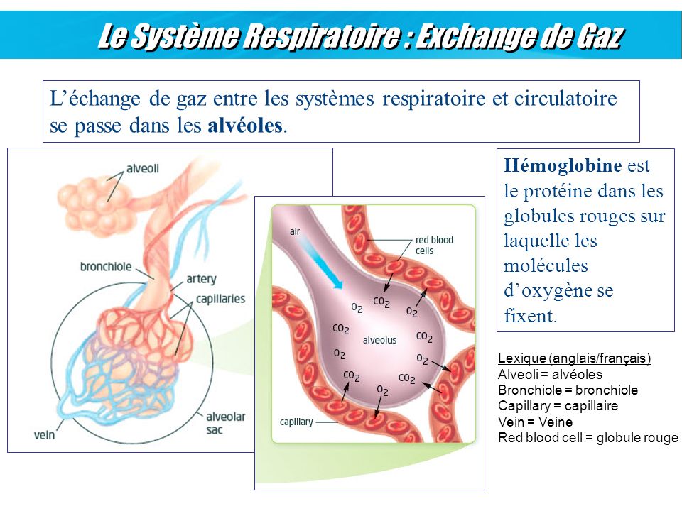 Le Système Respiratoire : Exchange de Gaz