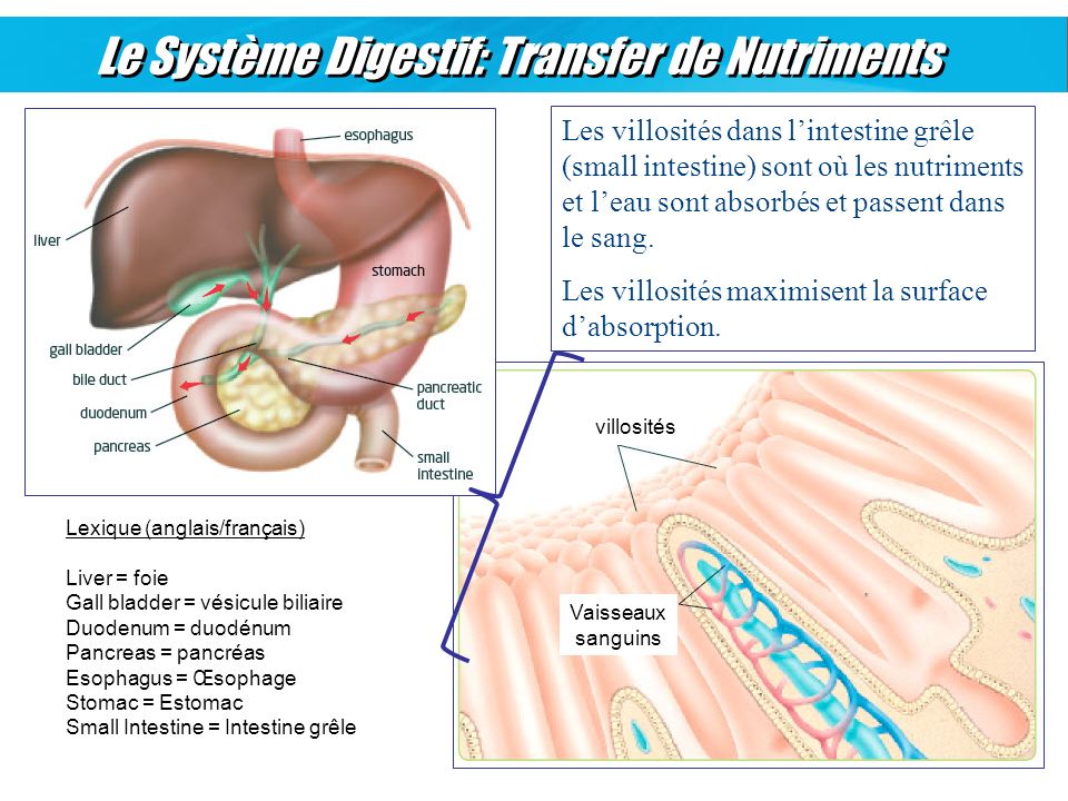 Le Système Digestif: Transfer de Nutriments