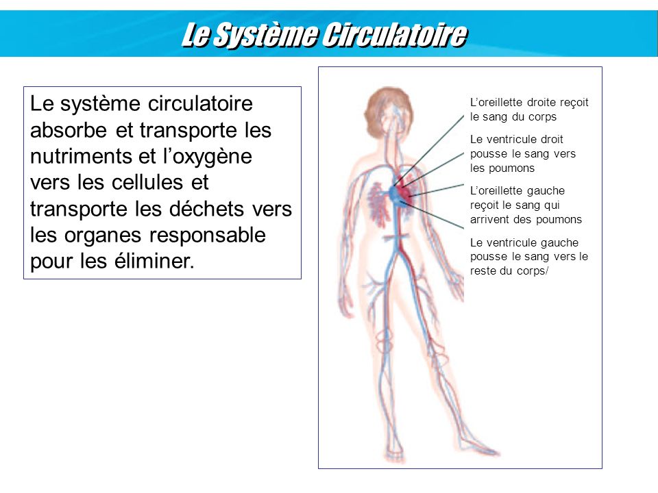 Le Système Circulatoire