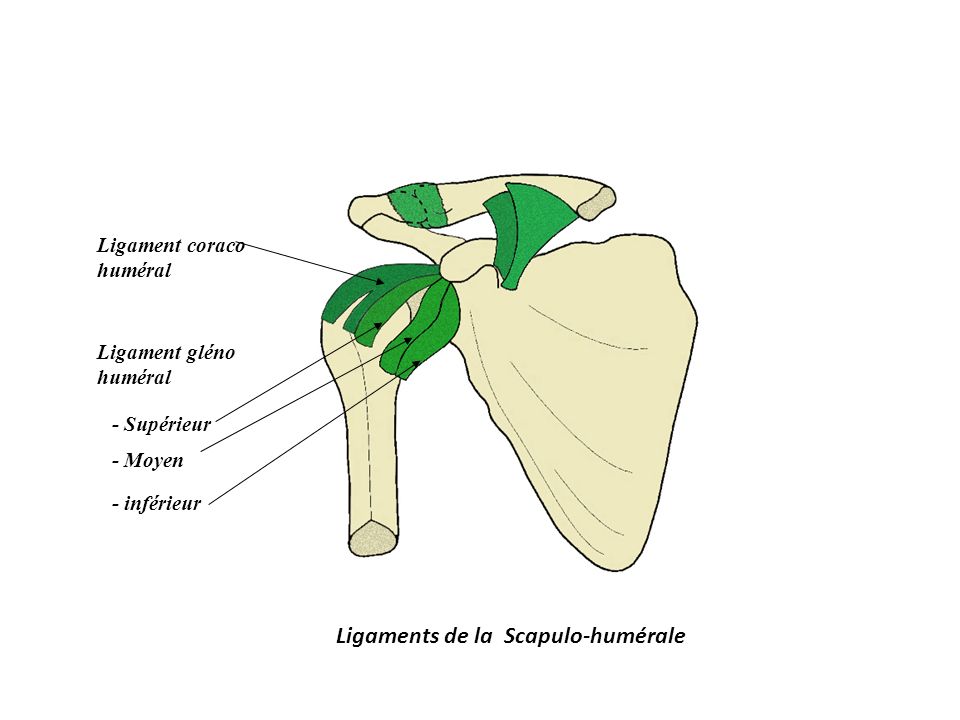 Ligaments de la Scapulo-humérale