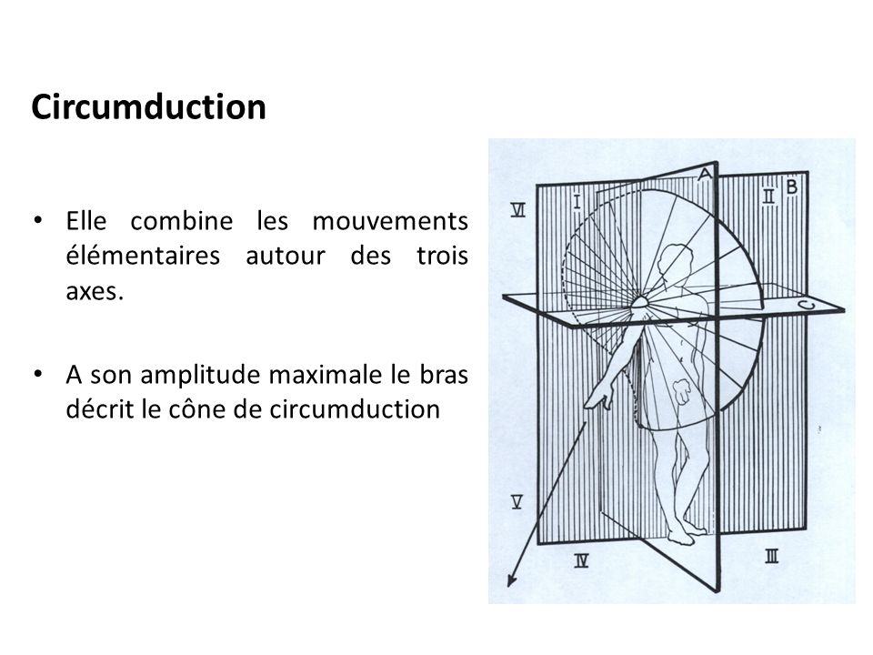 Circumduction Elle combine les mouvements élémentaires autour des trois axes.
