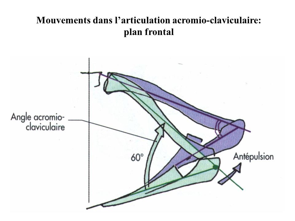 Mouvements dans l’articulation acromio-claviculaire: plan frontal