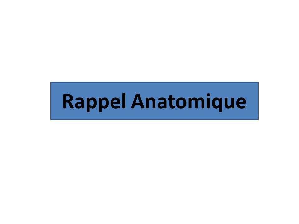 Rappel Anatomique