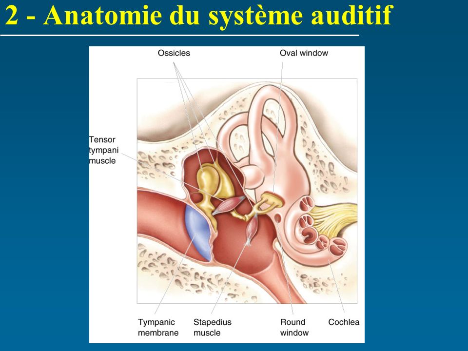 2 - Anatomie du système auditif