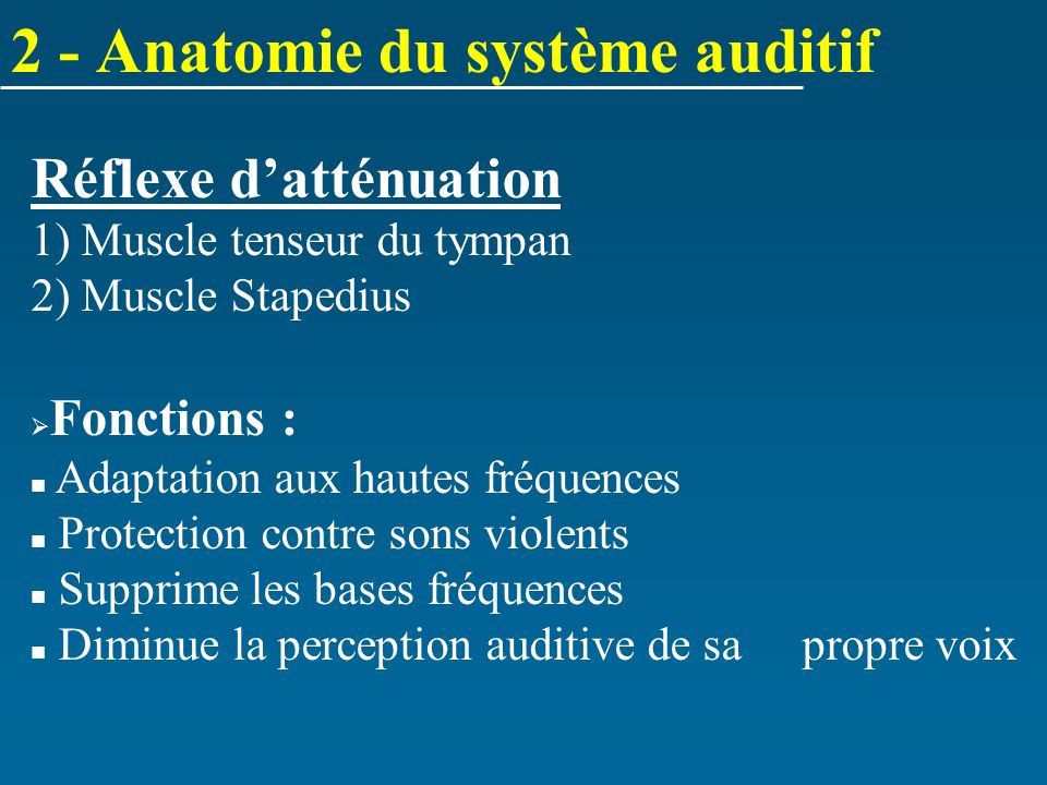 2 - Anatomie du système auditif