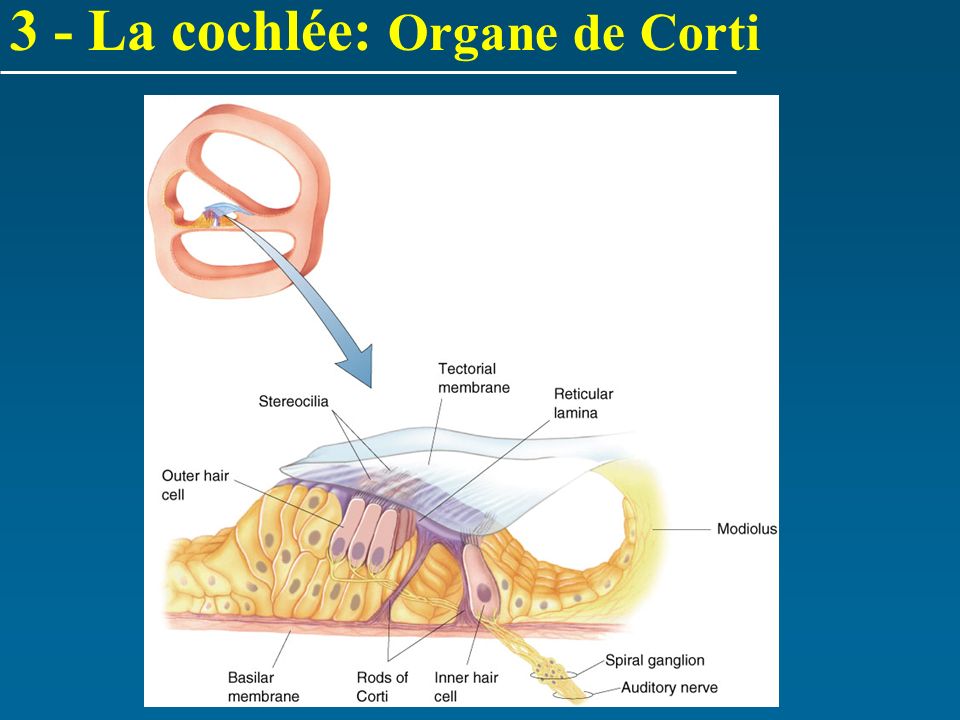 3 - La cochlée: Organe de Corti