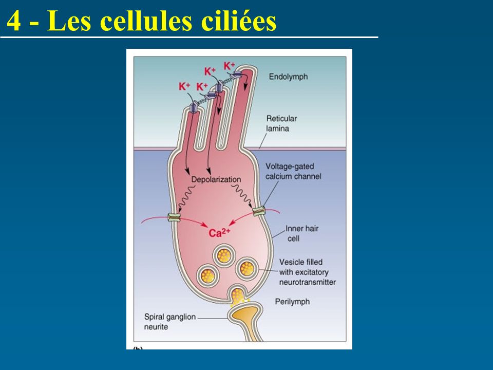 4 - Les cellules ciliées